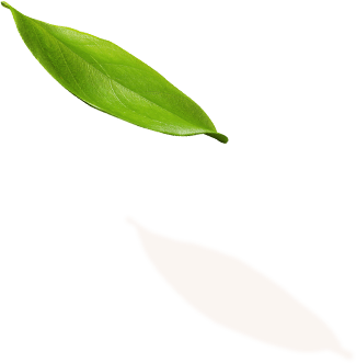 Trang trí lá